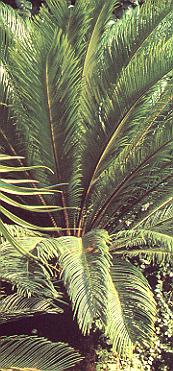 1Palmfarn.jpg (54714 Byte)