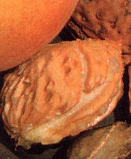 1Pfirsich.jpg (25845 Byte)