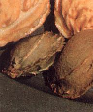 1Pflaume.jpg (24758 Byte)