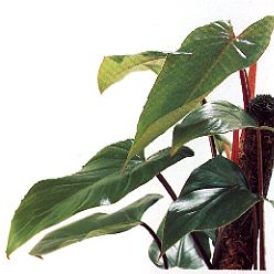 1Philoden.jpg (26092 Byte)