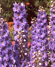 1Ritter.jpg (32998 Byte)