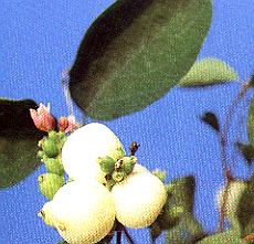 Schneeball.jpg (27766 Byte)