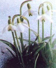 1Schneeg.jpg (26366 Byte)