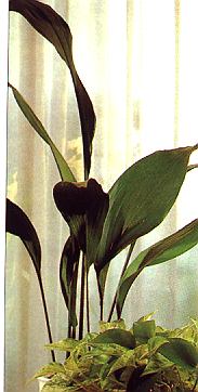 1Schusterp.jpg (41981 Byte)