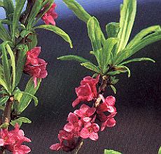 Seidelbast.jpg (29555 Byte)