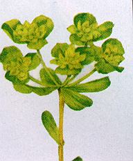 1Sonnw.jpg (26007 Byte)