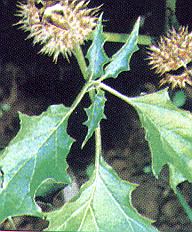 1Stecha.jpg (31706 Byte)