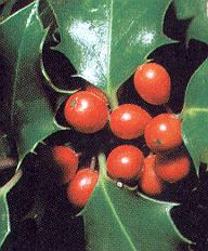 1Stechp.jpg (28764 Byte)