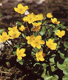 1Sumpfd.jpg (39730 Byte)