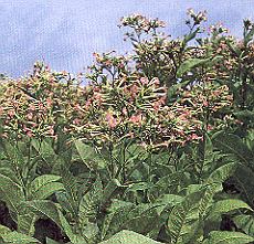 1Taback.jpg (35939 Byte)