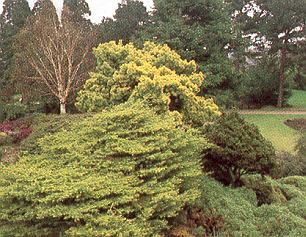 Thuja.jpg (39280 Byte)