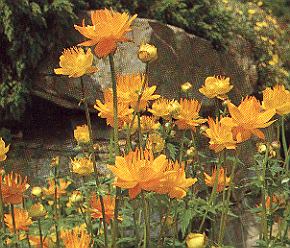 1Trollbl.jpg (38651 Byte)