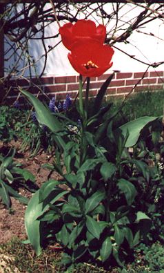 1Tulpe.jpg (50443 Byte)