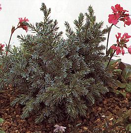 1Wachol.jpg (42882 Byte)