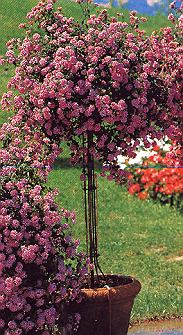 1Wandelro.jpg (52441 Byte)