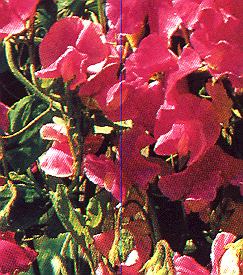 1Wicke.jpg (42721 Byte)