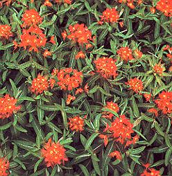 1Wolfsmi.jpg (44193 Byte)