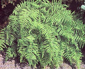 1Wurmf.jpg (52106 Byte)