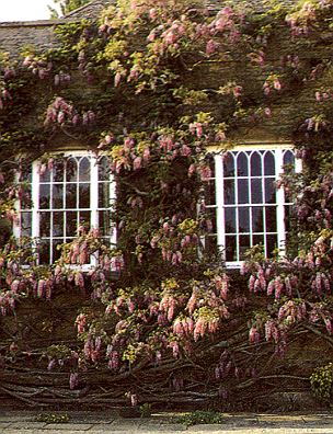 1glyzinie.jpg (64048 Byte)