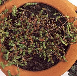 1mauerpf.jpg (40406 Byte)