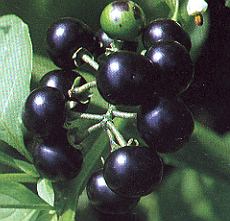 1nachtsch.jpg (25073 Byte)