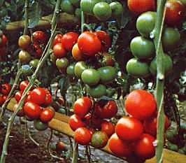 1tomate.jpg (32837 Byte)