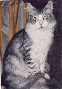 Kanoni's Askan, Maine Coon