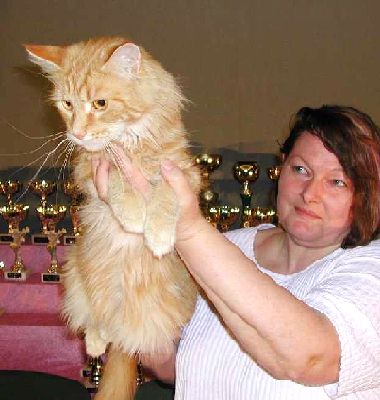 Amanda of Wildcatstar, Maine Coon