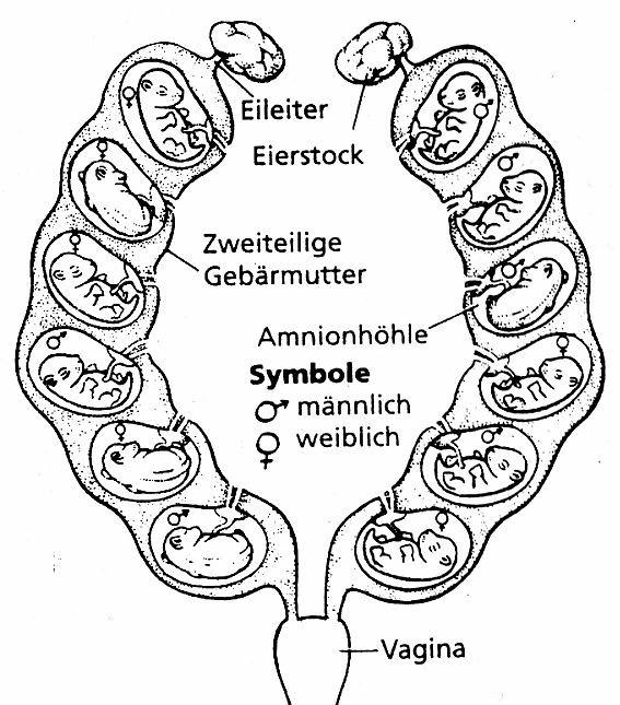 Bauch.jpg (106897 Byte)