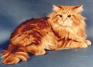 BelaMoscau vom Itascasee, Maine Coon