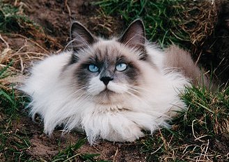 Neva Masquarade, Siberian Colorpoint