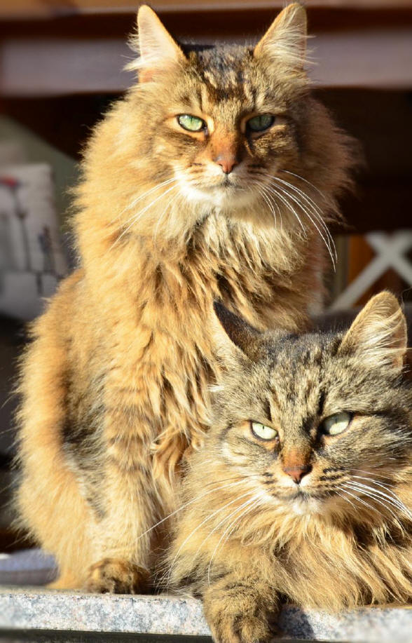 Foxgarden's Eternity, sibirische Katze, Siberian