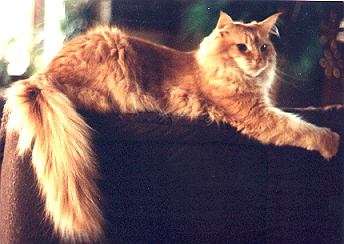 Falko up min Planhusen, Maine Coon