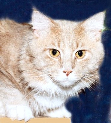 Harry of Wildcatstar, Maine Coon creme/white)