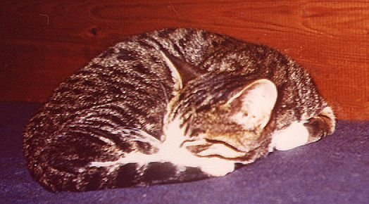 Mikesch.jpg (47698 Byte)