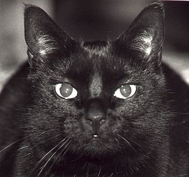 Mohrle.jpg (44400 Byte)