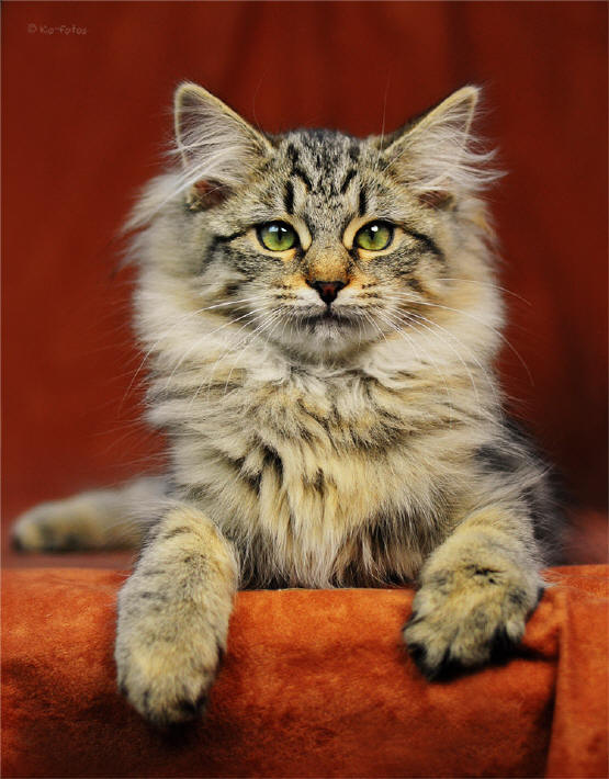 Mojito the Fabulous, Sibirische Katze