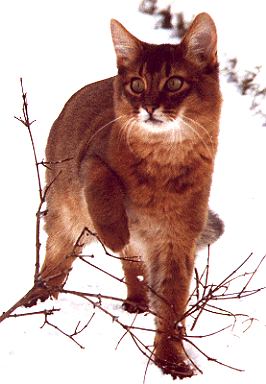 Somalikatze Ramon vom Kahleberg