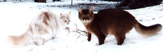 Somalikatze Ramon vom Kahleberg, Maine Coon Osaka the Fabulous