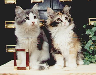 SamsonSammi.jpg (31923 Byte)