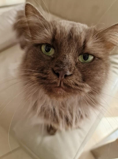 Lemira vom Sternenschweif, Sibirische Katze