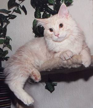 Ulando16.JPG (15392 Byte)