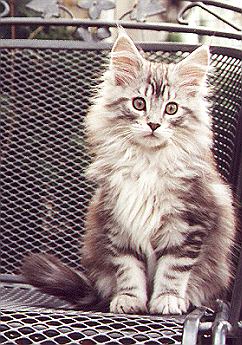 Uncle Sam4jpg.jpg (51881 Byte)