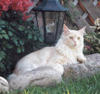 Willow vom Wasenwald, Maine Coon