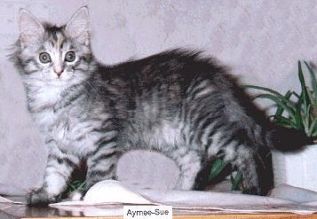 Yankeecats Amy Sue, Maine Coon