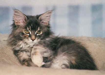 Yshabell the Fabulous, Maine Coon