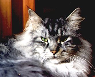 Alberich the Fabulous, Maine Coon