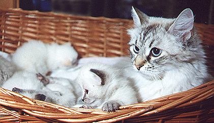 arischaB4.jpg (36780 Byte)