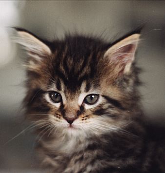 artus2.JPG (18756 Byte)