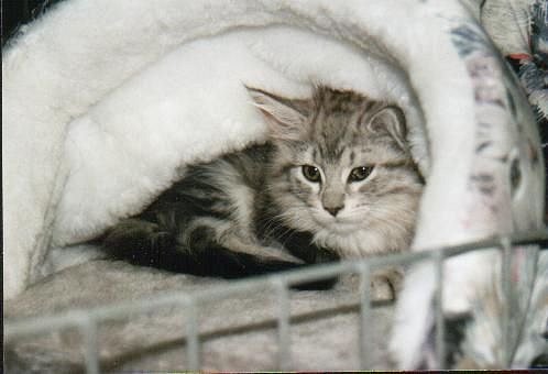 Ltd.Uhura the Fabulous, Maine Coon